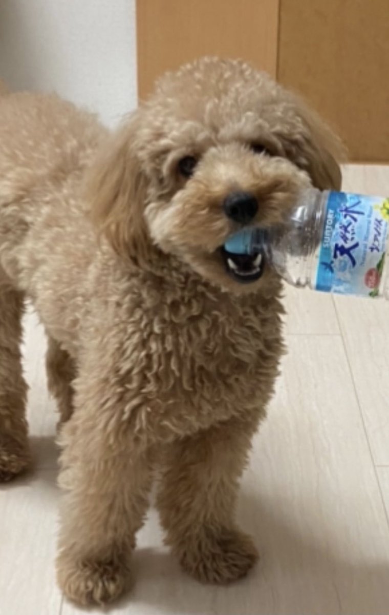 _rabu_kun's tweet photo. イイモノ見つけたぜ！！のドヤ顔 https://t.co/ELnGuxjQB6