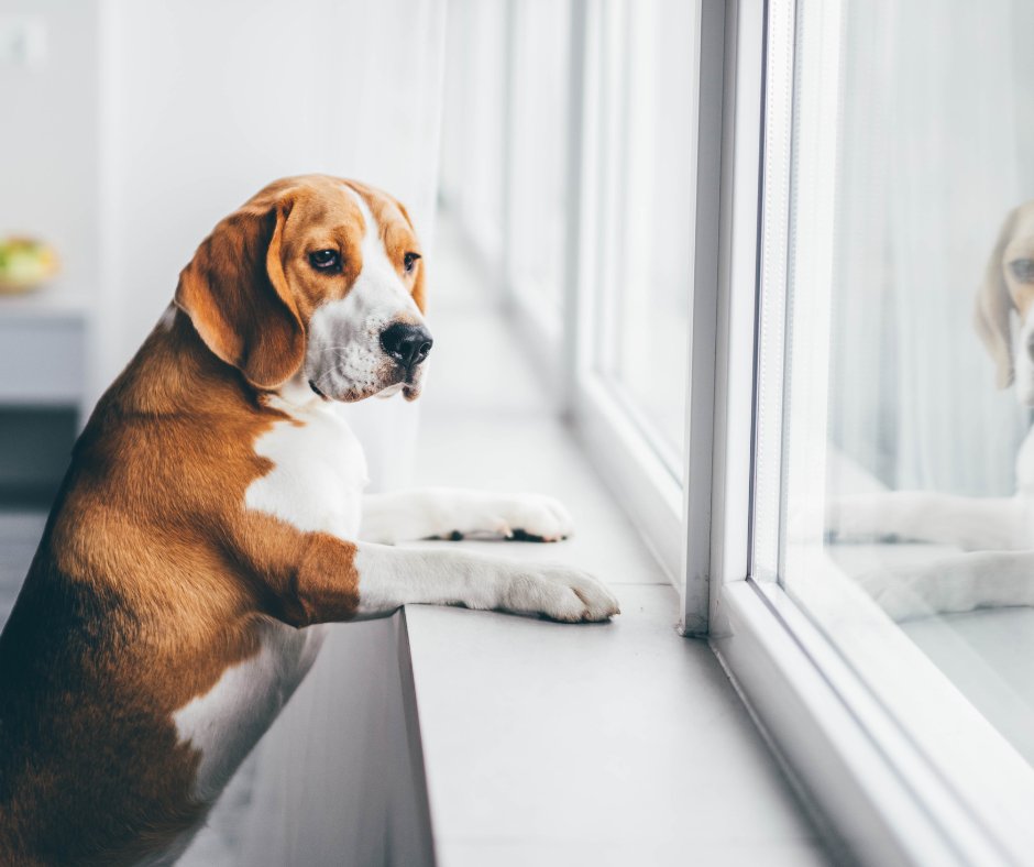 LoyalCompanion_'s tweet photo. A change in routine isn’t easy for anyone, especially pets. Find 8 tips to help ease them into your fall schedule at: https://t.co/uuOU7yPLua https://t.co/SEqGfM93UM