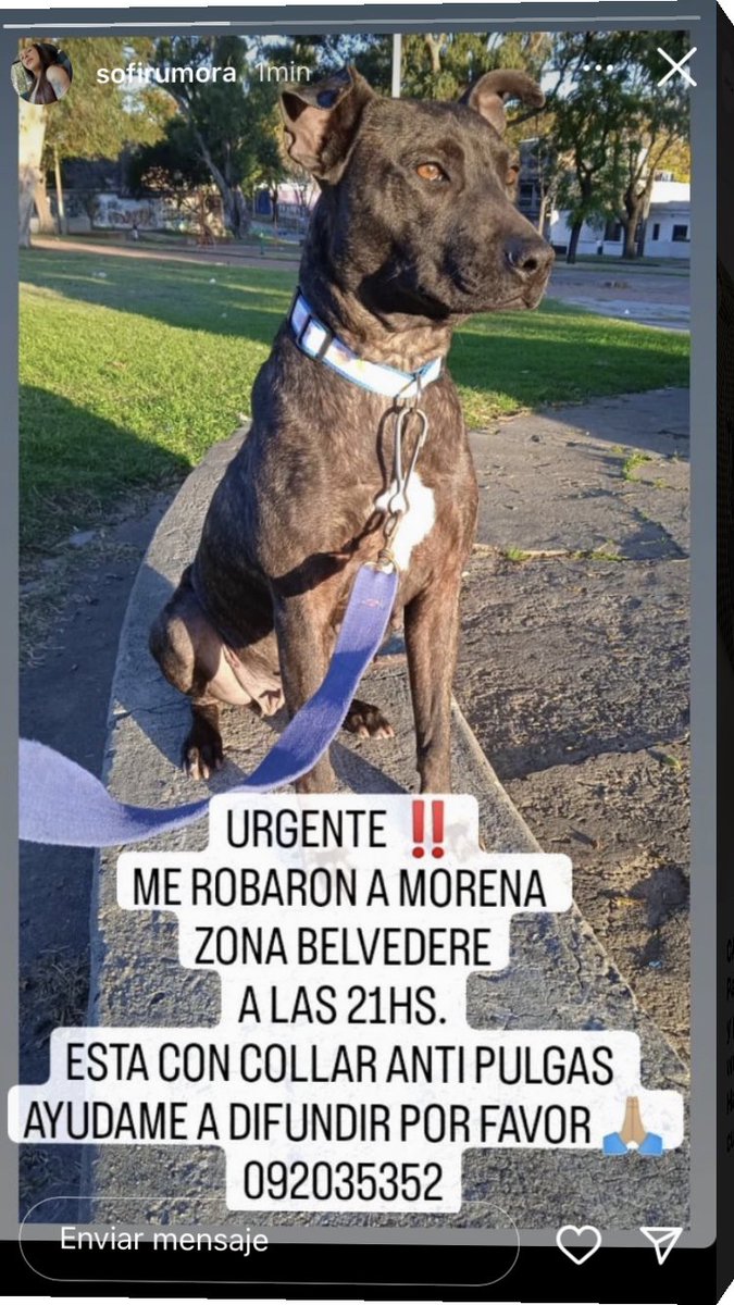 redbicheraof's tweet image. Por favor difundir. La perrita fue adoptada por uno de nuestros compañeros de equipo, tiene que aparecer 🙏