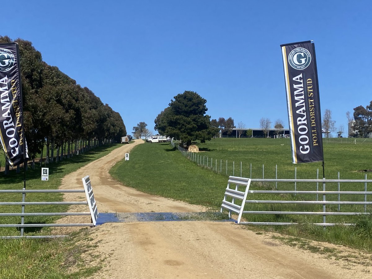 ⁦<a href="/BassLivestock/">BLM Pty Ltd</a>⁩ ⁦<a href="/rmanetwork/">RMA Network</a>⁩ Gooramma Poll Dorset Ram sale on today at 1.30pm