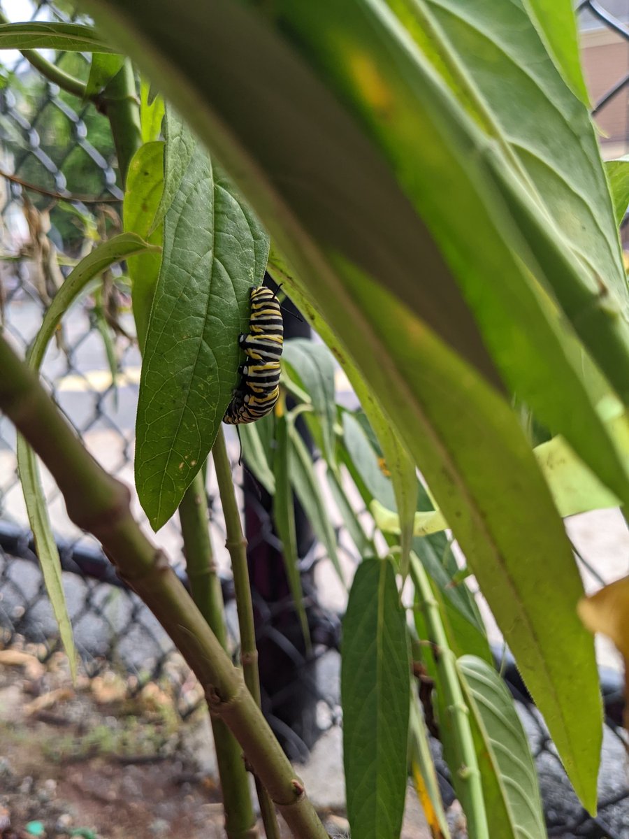 Brown_PTA's tweet photo. We have a monarch caterpillar! https://t.co/icD9XN4wwS