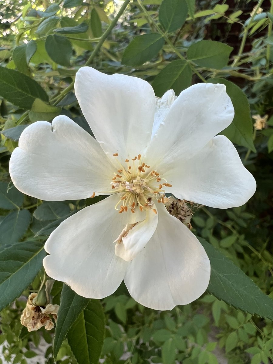 Sharrieboberry's tweet photo. There’s roses in the garden. It’s like the rose bushes are sighing in roses after such a terribly hot summer. 💗 https://t.co/06ILtmIQXz