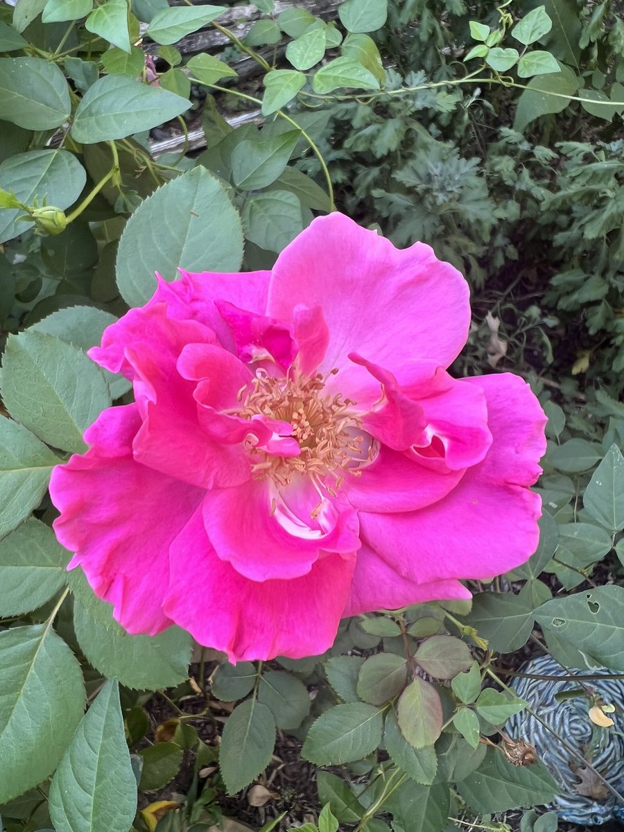 Sharrieboberry's tweet photo. There’s roses in the garden. It’s like the rose bushes are sighing in roses after such a terribly hot summer. 💗 https://t.co/06ILtmIQXz
