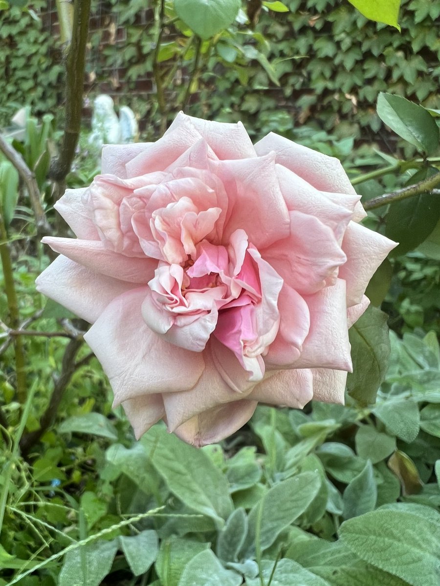 Sharrieboberry's tweet photo. There’s roses in the garden. It’s like the rose bushes are sighing in roses after such a terribly hot summer. 💗 https://t.co/06ILtmIQXz