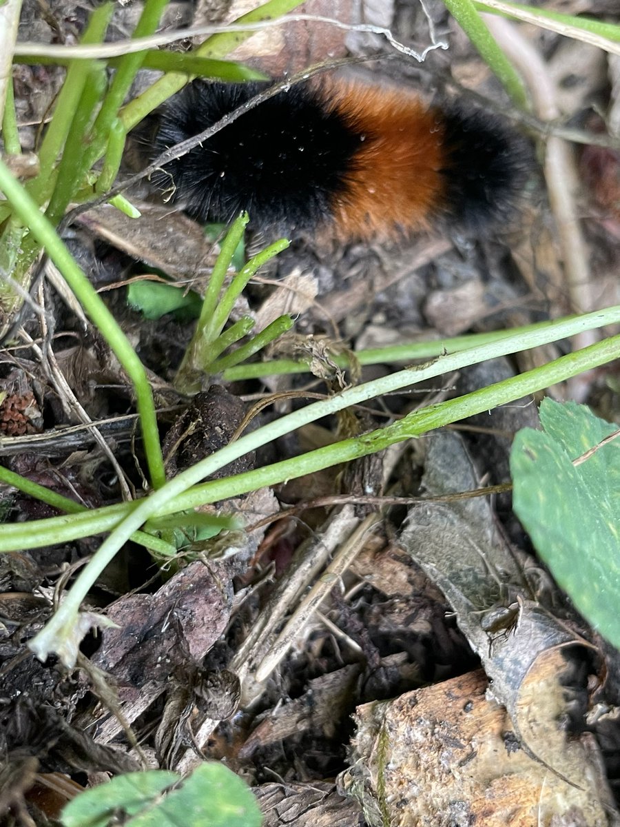 elizabiscuits's tweet photo. Does this mean we’ll be having a colder winter in PNW?! #gardening folklore says the wider the rustic bit, the milder the winter. I wonder if it’s accurate. 🤔 https://t.co/AY5NZfcyKm