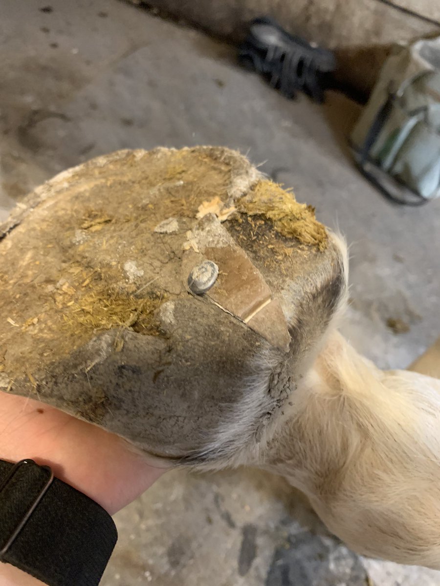 EmmalinRose's tweet photo. @Mares4Life We just had a school horse paw a section off her paddock’s hay hut and puncture herself with one of the screws she ripped off! No sign of lameness (only noticed when we went to pick her feet) and was sound as could be the next day 🙃 https://t.co/56iby6BEcs