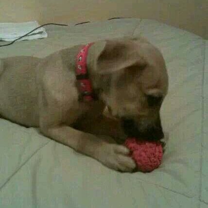 acidwitxh's tweet photo. Tomorrow I have to put down my 13 year old German Shepard/Greyhound mix, Jazz. My first dog that I got to pick out as a puppy.. to my life long best friend. I'm going to miss you so much Jazzy but just know you made my life a lot happier and I hope the same for yours. https://t.co/tRzPcSUjkG