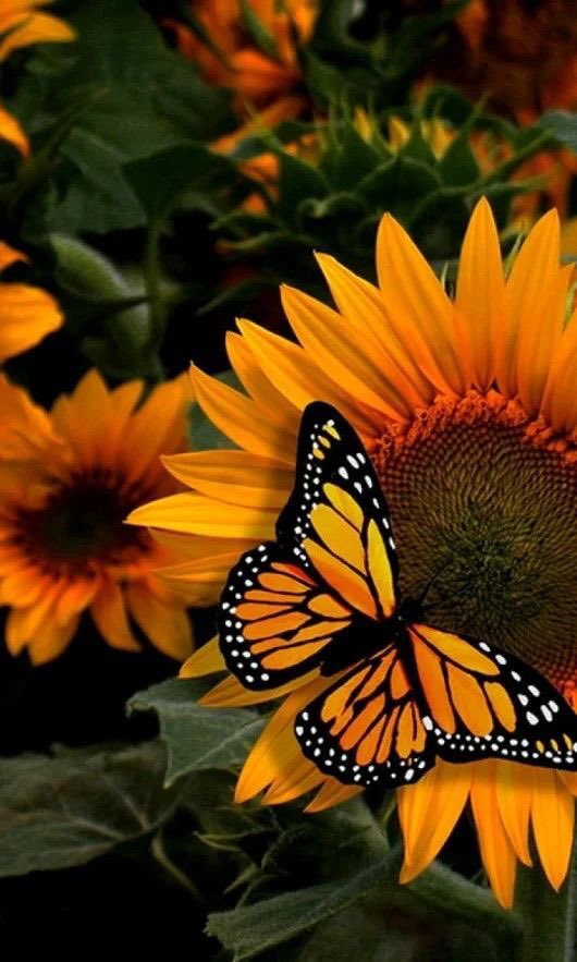 HazzellU's tweet photo. Beautiful butterflies #butterfly #butterfly #butterflies #insects #insec... https://t.co/5XRpJGM3vd via @YouTube https://t.co/LqaV0Rfqvy