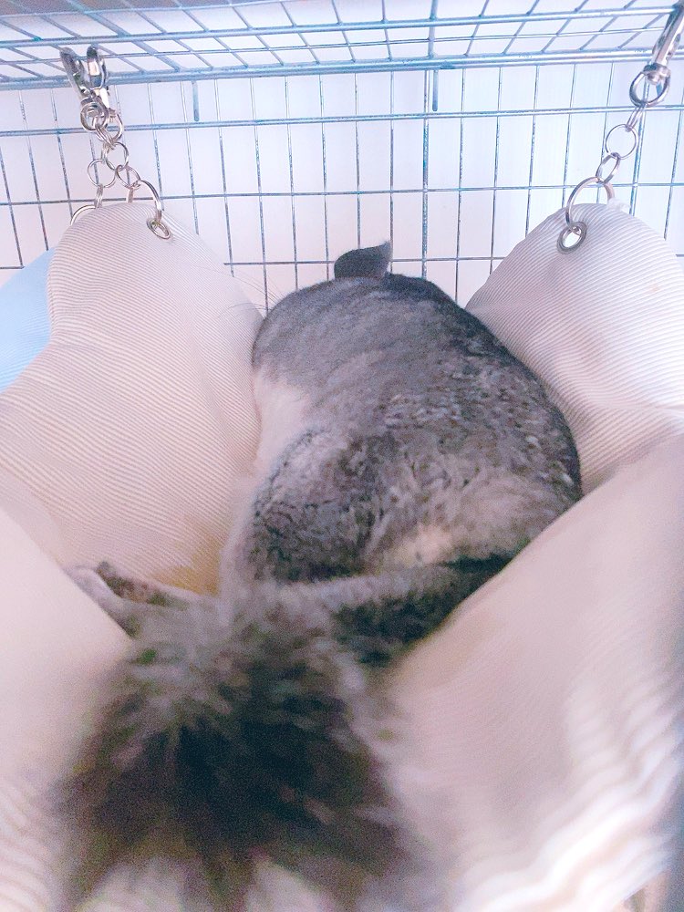 private96288767's tweet photo. ハンモックにシッコしちゃうルナち( ˇωˇ )わんちゃんねこちゃんみたいな感じなのかな。 https://t.co/hqeimV2HBi