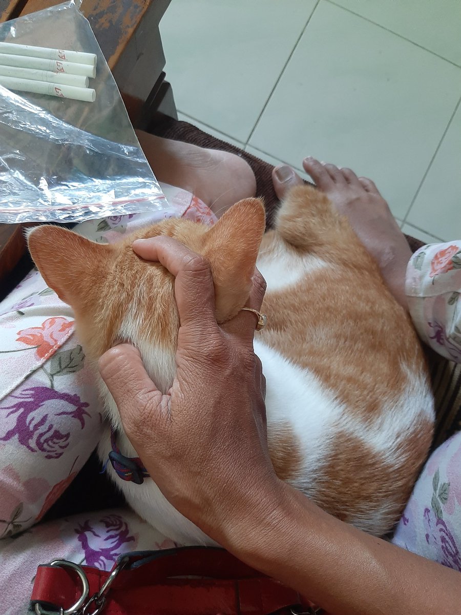 femaus69's tweet photo. Manja.. https://t.co/wbeZjwic6G