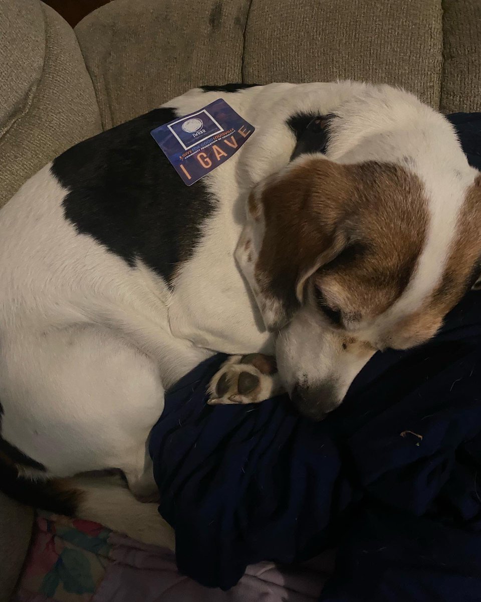 Mable and Murray can’t believe after I have been gone all day fundraising for <a href="/IWRBReading/">I Would Rather Be Reading</a> that I would do this to them. There is still 90 mins to #GiveForGoodLou giveforgoodlouisville.org/p2p/266132/cry… <a href="/cflouisville/">Community Foundation of Louisville</a>