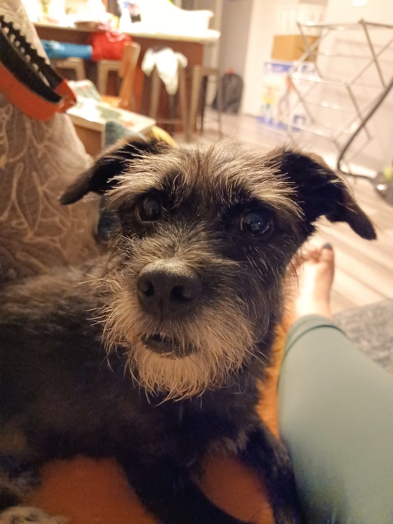 meabhaline's tweet photo. I am Mick.  I LOVE my Mamma and my Dadda
..... I tolerate my sister Róisín. https://t.co/rG0OOJDpAq