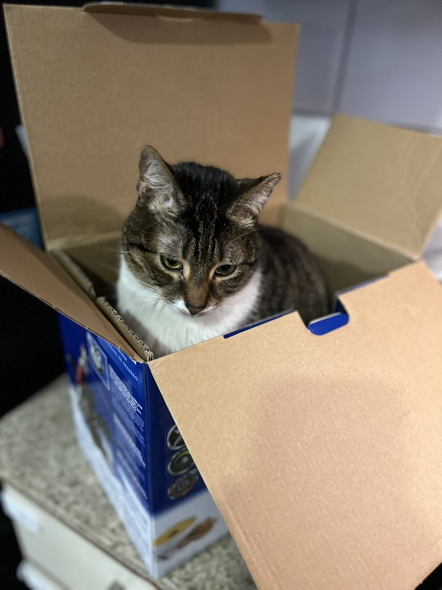 sonico's tweet photo. Empezó el 18 y acá estamos con #Adiff, pasándolo chancho en una caja de cartón😺 https://t.co/FXJllXTfGq