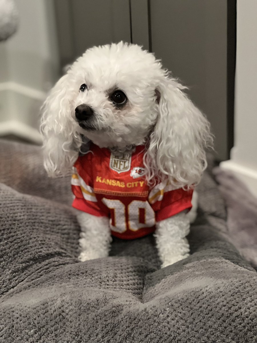 lauraa__anne's tweet photo. Little pup is hopeful for a chiefs win. #ChiefsKingdom https://t.co/H4jIOwwMmW