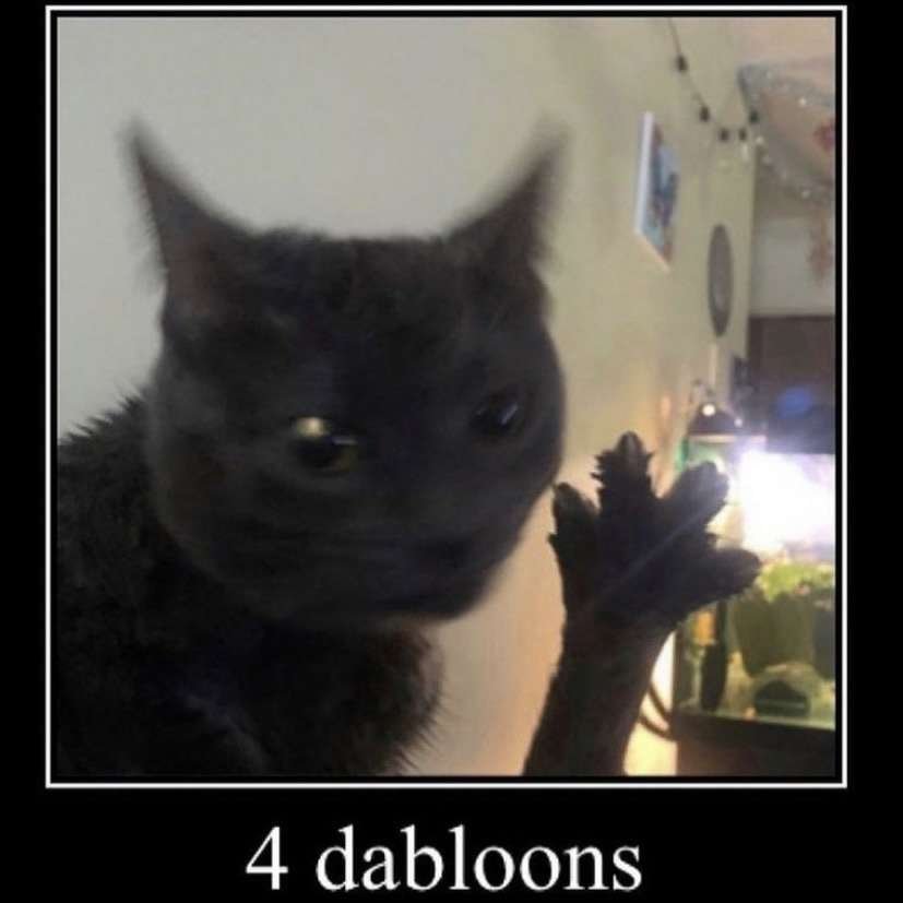 TweetsOfCats tweet picture