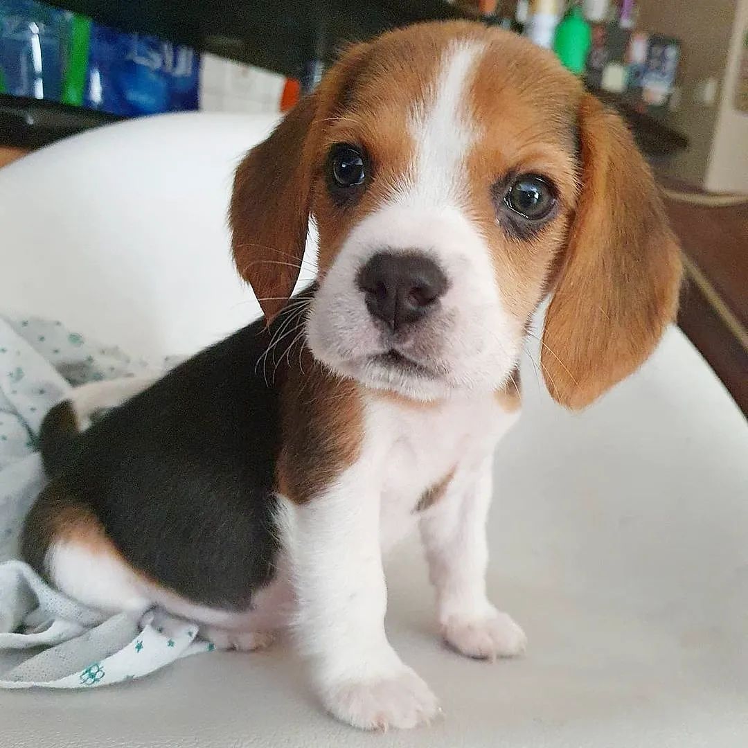 _beagle_Dog's tweet photo. The dog is liked by gentle

#dog
#beagle
#beagles https://t.co/XyiemfFFmi