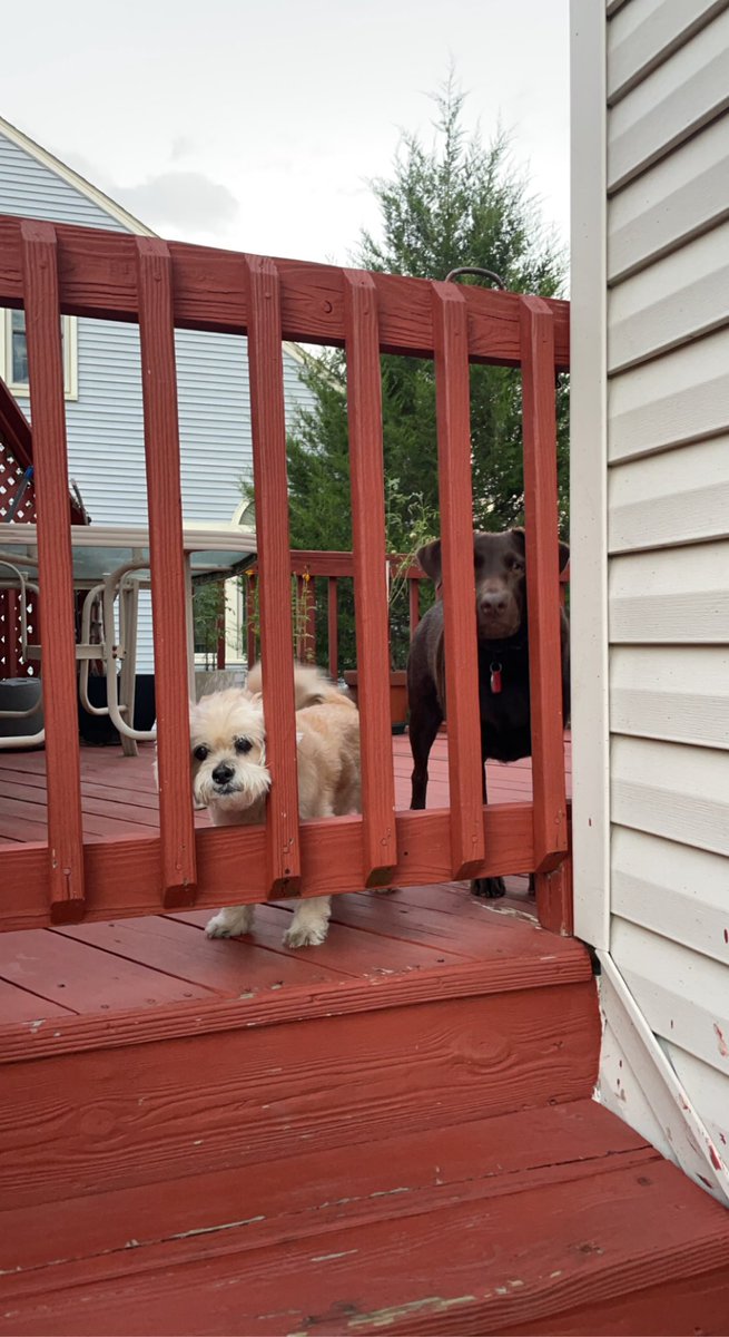 ChiwedeesDaily's tweet photo. We’re always excited when mom comes home! #seniordogs https://t.co/2N1Us0rNCh