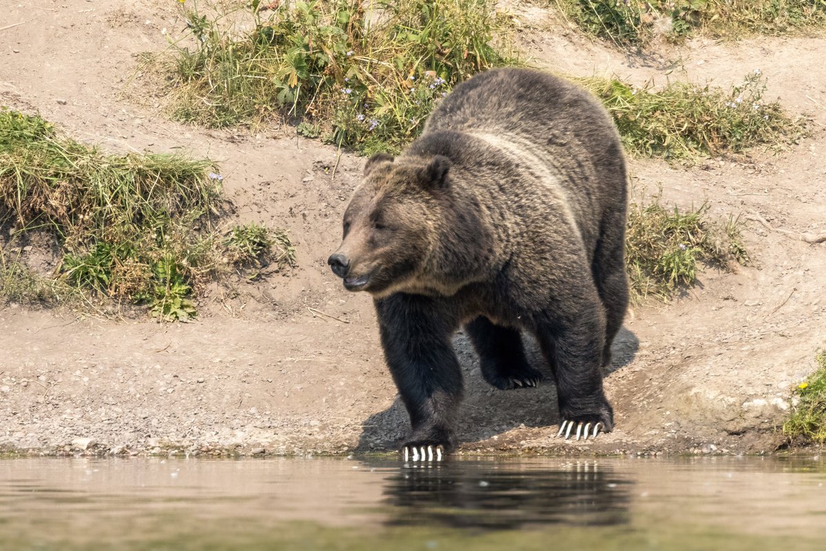 Who wants to tell Miss #399 she needs a manicure? 

#keepbearswild #findyourpark #myGrandTeton #100yardpledge @GrandTetonNPS 

NB: shot from > 100 yards away across a river with a 700 mm lens (500 mm + 1.4x) and cropped.