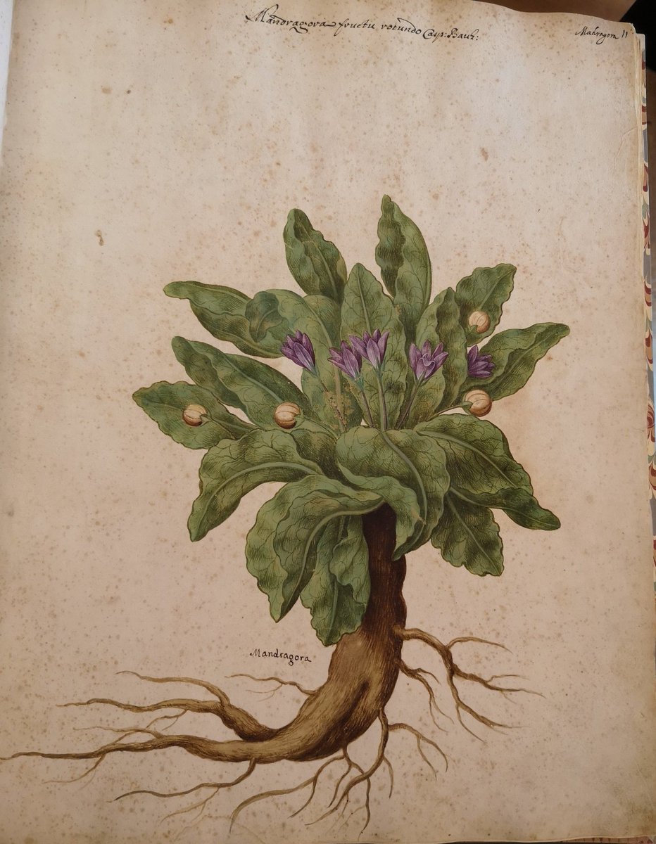 I am in love ... With this beautiful mandrake image from a 1631 book of paintings by Giovanna Garzoni I saw today <a href="/DumbartonOaks/">Dumbarton Oaks</a>... Other examples of her artistry are online doaks.org/resources/onli… and about her here en.m.wikipedia.org/wiki/Giovanna_…