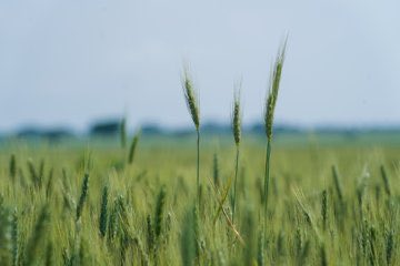 አምርተን በምግብ ሰብል ራሳችንን መቻል: ለሌላውም መትረፍ እንችላለን:: ድህነትን በማስወገድ ተጋላጭነታችንን ማስወገድ ይኖርብናል:: 
ዛሬ የጎበኘነው ኩታ ገጠም የስንዴ ማሳ የነገውን የዕድገትና የብልፅግና ተስፋ የሚያመላክት ነው::
ጠንክረን እንሥራ