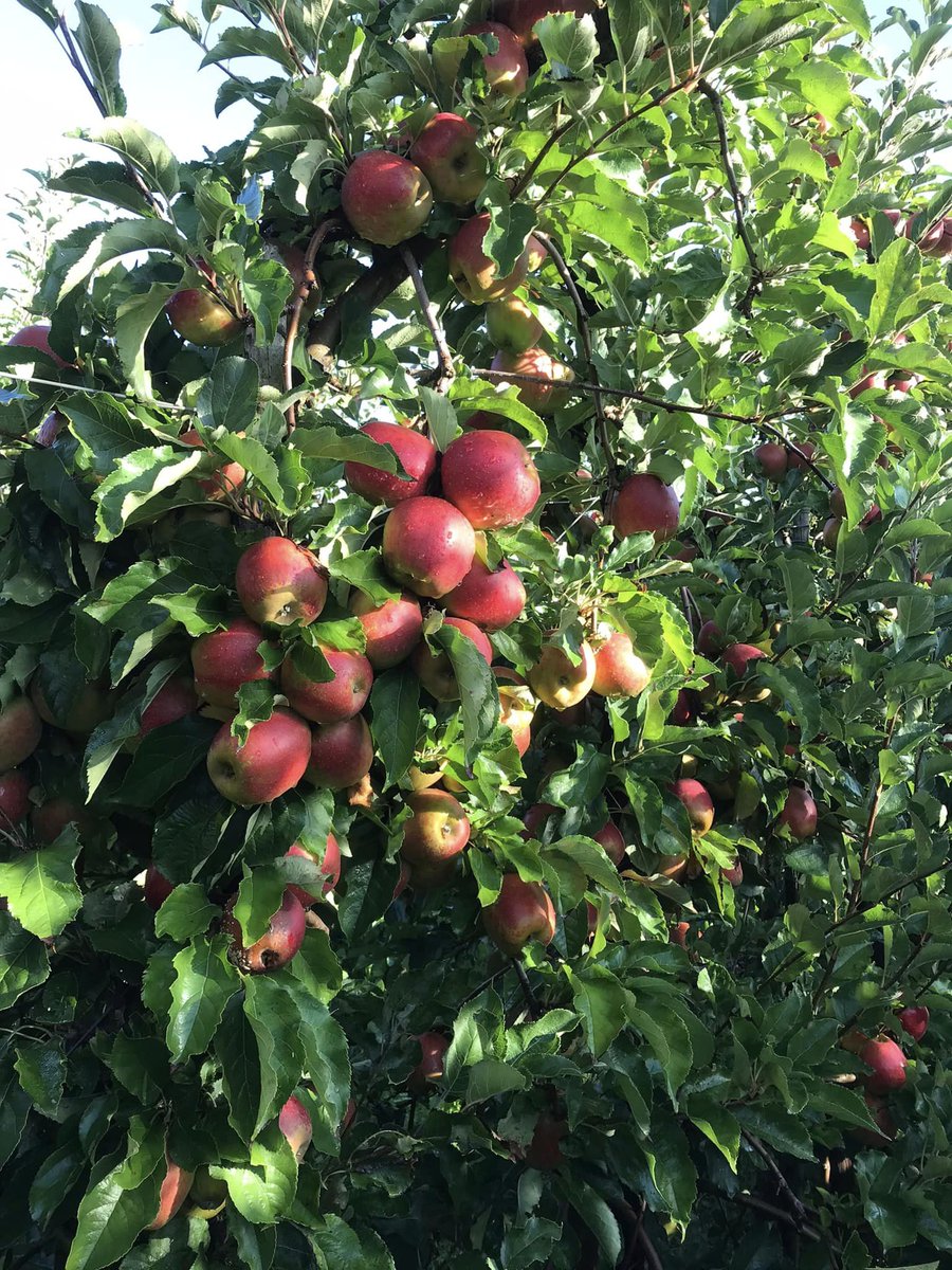 Morgen zaterdag 17 september #appelplukdag (10.00-16.00) Heerlijke #Elstar en #Wellant voor maar € 0,70 per kilo te plukken.Oosterringweg 24-1 Luttelgeest