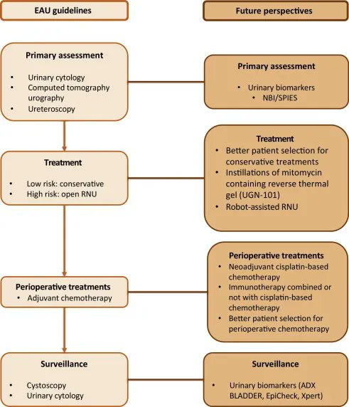 EurUrolOncol's tweet photo. Current Issue: Current Evidence and Future Perspectives in the Management of Nonmetastatic Upper Tract Urothelial Carcinoma 

https://t.co/NoBc7VyBCO 

@DrLenfant @AlbertoBreda1 @MarekBabjuk @UroMoschini @MRoupret 

#carcinoma #urology #medtwitter https://t.co/Jy4Hb5xuR4