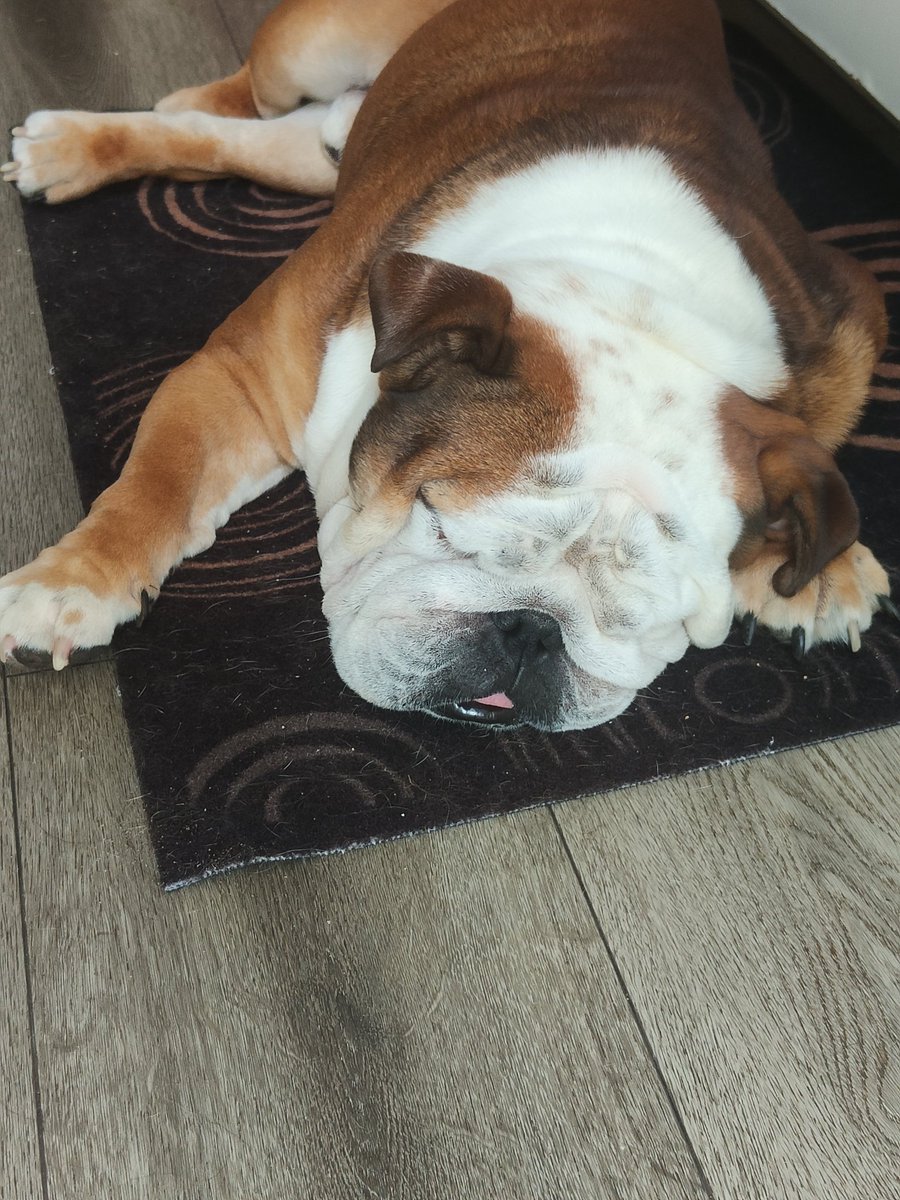vanbeek7's tweet photo. Goedemorgen fijne dag vandaag! Jake 🐾❤️ #lovemybully https://t.co/qof02WRWVs