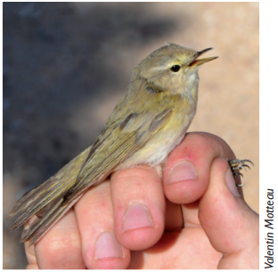 Sep 22 issue of British Birds: Some of the Common Chiffchaffs wintering in UAE turn out to be the poorly known subspecies P. c. menzbieri. @comicterns @penguin_tereza @britishbirds