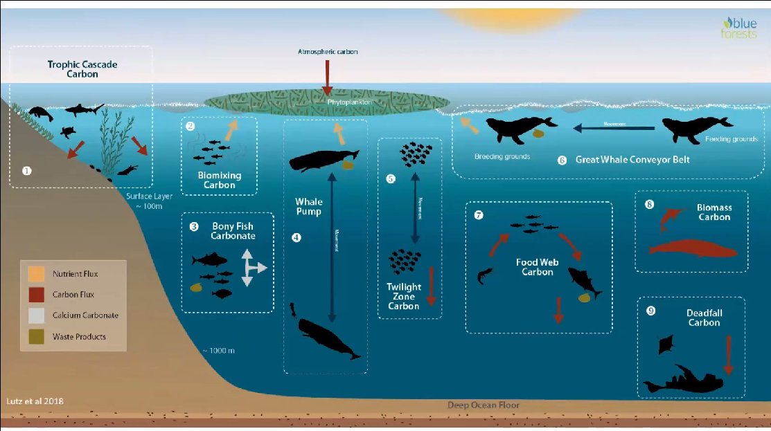 Dr @Alexrogers86 explains the role of ocean biomass in the carbon cycle showing their importance as 'blue carbon', sequestering carbon in the ocean and on the ocean floor. 

Overfishing and bottom trawling disturb that balance. 

🌊 #Meeresoffensive #banbottomtrawling