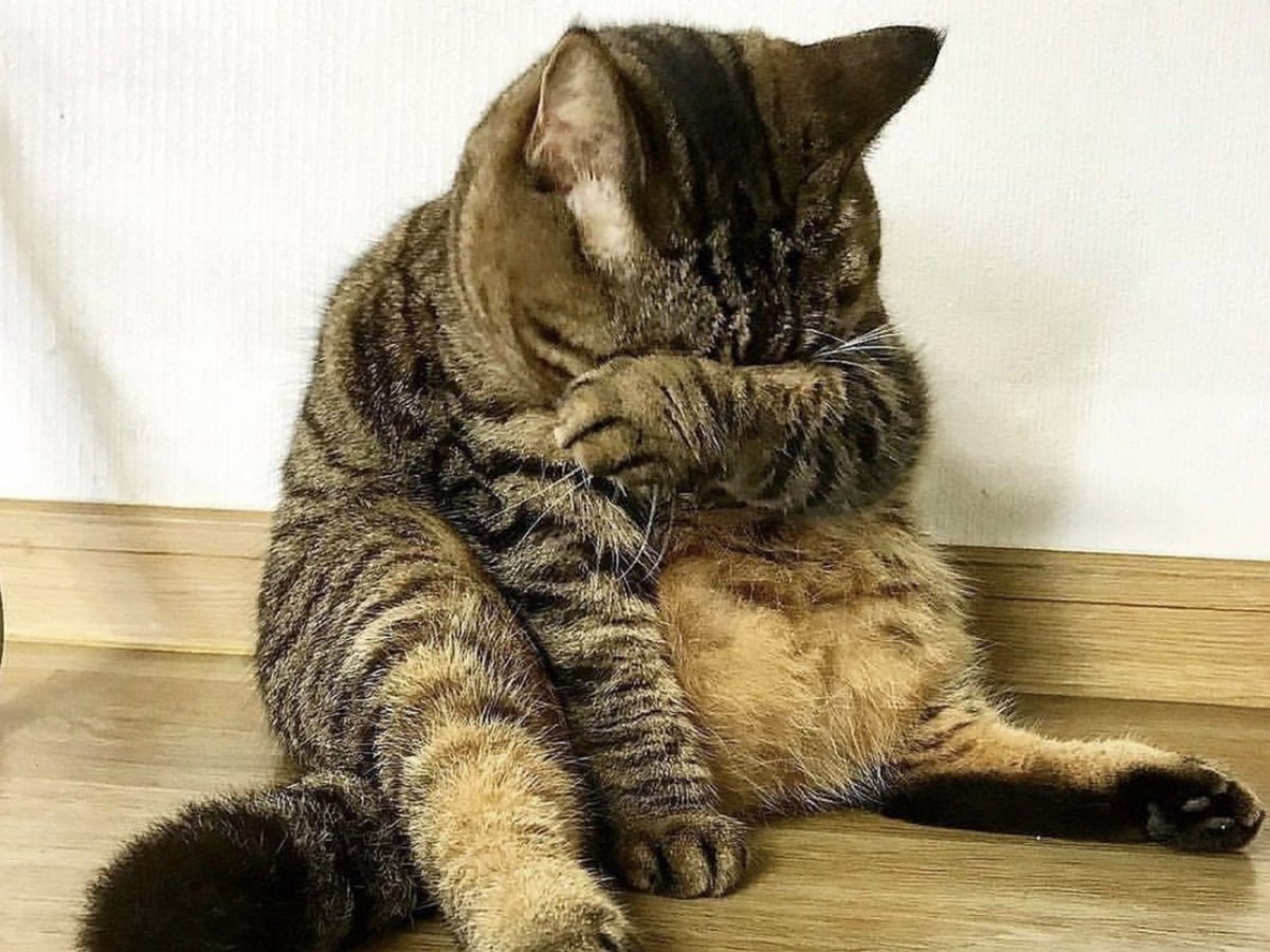 Обиженный кот мем