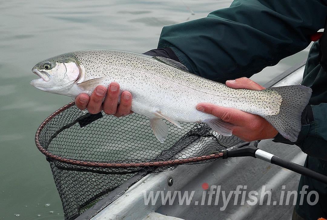 Lindsay_Fishes's tweet photo. Silver! Fishing content videos on YouTube, #fishing #flyfishing #flyfishinglife #flyfishinglife #flyfishaddict #flytying #flytyingvidtteo #flytyingjunkie #flytyingaddict #flytyingnation #flytyingphotography #catchandrelease https://t.co/eUJVjGYF3R