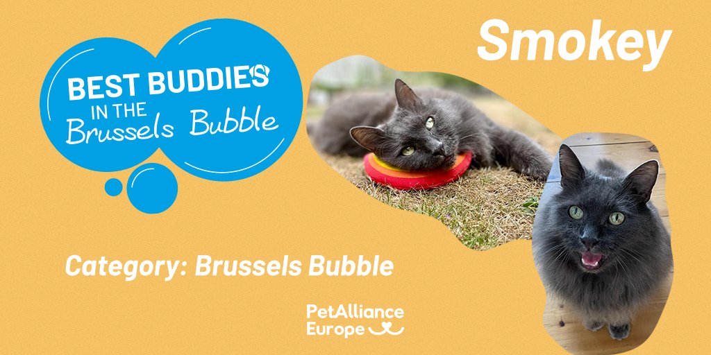 PetPowerEU's tweet photo. 9/
Sablon: Blandine Malvault
Sidney: @RowanJDunn
Smokey: @ClaireCalder
Strudel: @MassiZita https://t.co/Gma9rpoik7