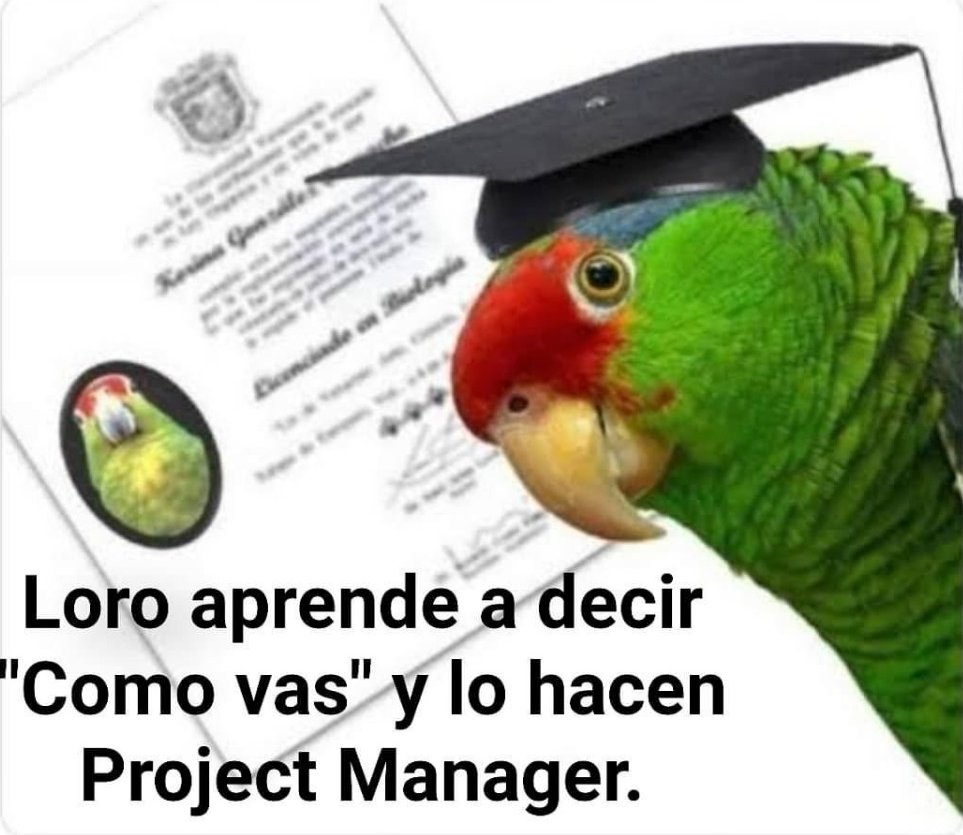 davidvalerus's tweet photo. ¿Cómo vas? 🦜 https://t.co/xLU8rbgP2u