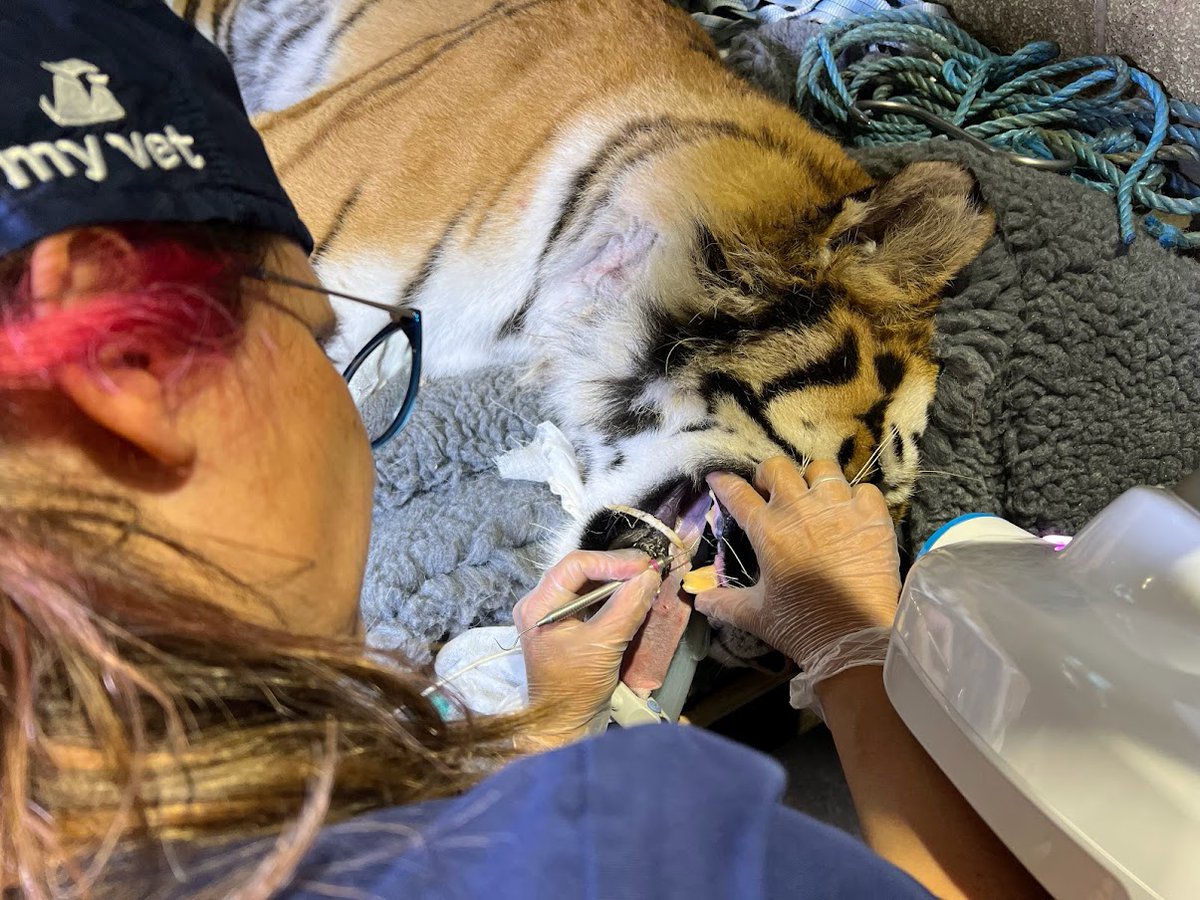 SeapointClinic's tweet photo. Selfie with a Tiger Anyone? Amongst others, Niamh McGill, Nora Schwitzer, Joei Potter, Mr Ciaran McMahon , Me getting in everyone's way . Tundra, I'm sure, appreciates you guys! https://t.co/agsK9hSoT9