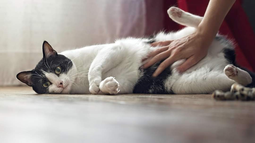 Association Owca tweet media