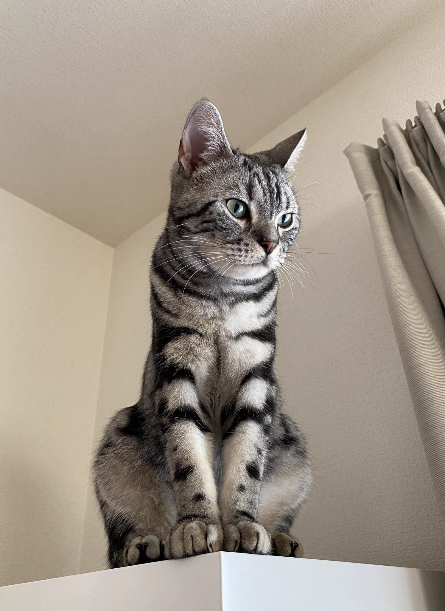 @kyuryuZ このときにつかまえようとすると、とっても怒ります 