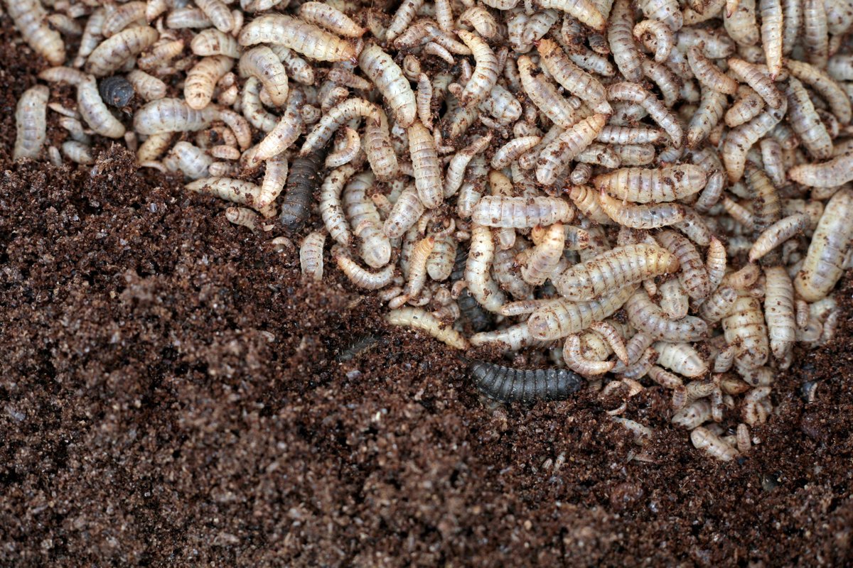_WingFarm's tweet photo. Four reasons why edible insects are good prospects for food security and livelihoods:
1. They are nutritious.
2. They are environmentally sustainable.
3. They offer economic opportunities.
4. They are an underutilized resource
#youth #zerohunger #letsendhunger https://t.co/gBxQK3gaYE