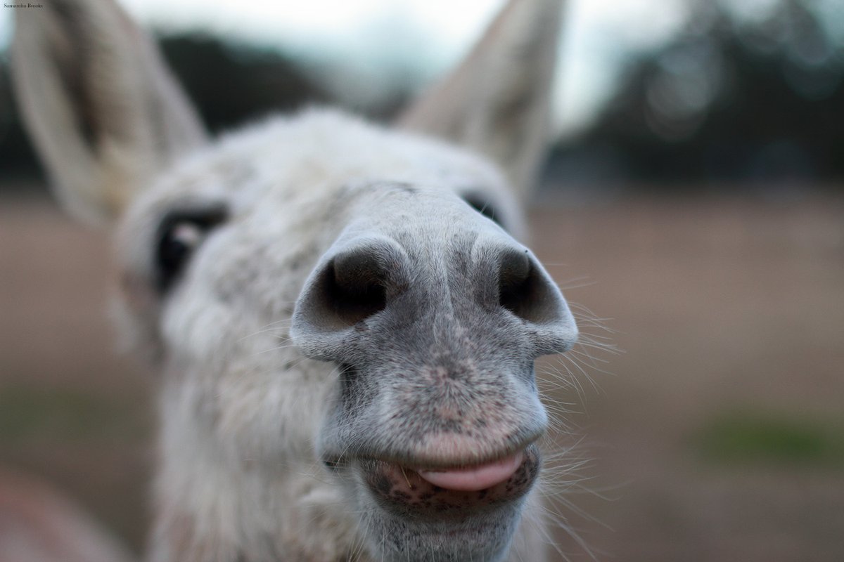 ScienceMagazine's tweet photo. Donkeys have been important to humans for thousands of years. But unlike horses, little has been known about their domestication. Now, researchers have found evidence of an eastern African origin over 7000 years ago.

Learn more ➡ https://t.co/RsANm30Yug #ScienceResearch https://t.co/EKcUCvc3B4