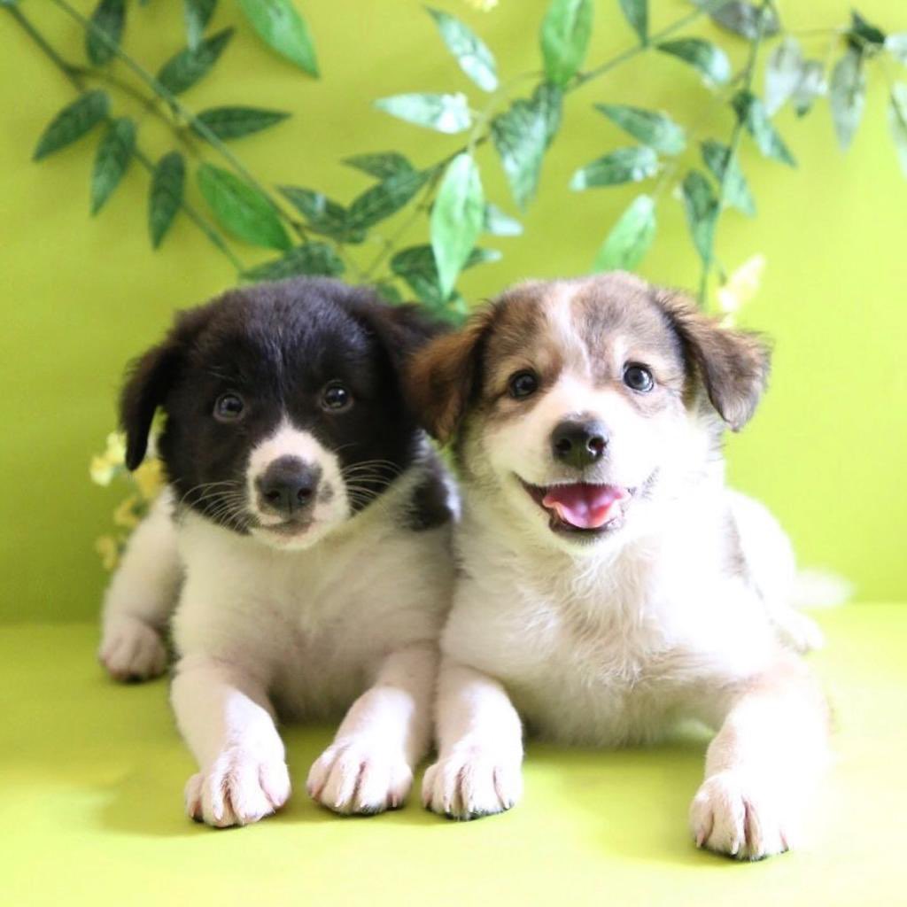 EmbarkLK's tweet photo. Weโve got our Friday faces on - how about you? ๐คฃ๐
#goodmorning #tgif #fridayfun #pawperfect #embark #loveastreetpooch #adoptdontshop
#dogsofinstagram #dogoftheday #makeadifference #chosetoadopt #changinglives #srilankandogs #srilanka https://t.co/w75d42SjNt