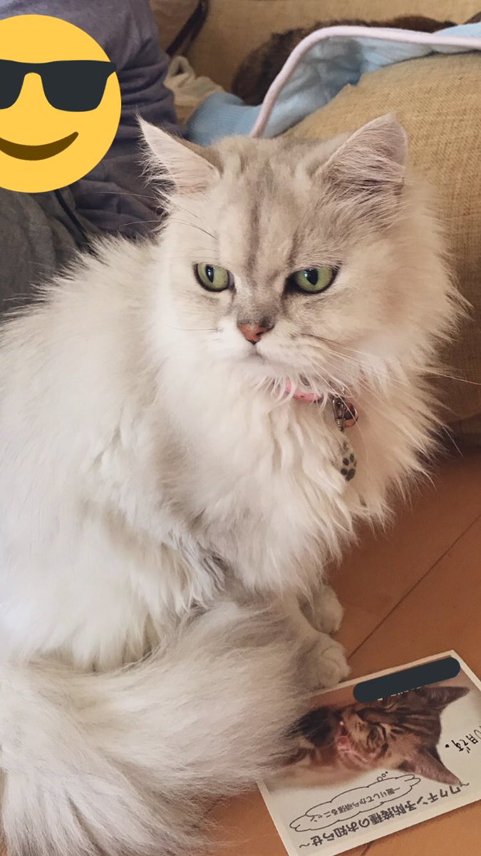 ホワイトタイガーとチンチラシルバー猫ちゃんのブローチ Miraistudy Jp