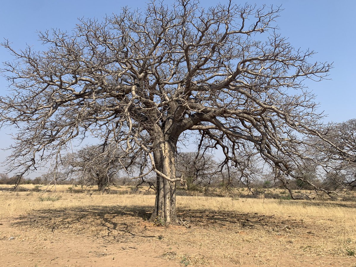 ombu_capital's tweet photo. Have spent the last 2-days in the rural Okavango west being exposed to opportunities with immense potential for social impact and inclusive growth for rural, social enterprises.
#Mongongo
#Marula
#KalahariMelon
#socialenterprises
#socialimpact https://t.co/l9sjAbdcms