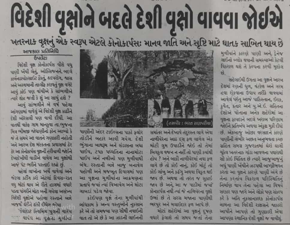 "#કોનોકાર્પસ"પર્યાવરણ માટે ઘાતક વૃક્ષ છે.
સુ પ્રભાતના નમસ્કાર 🙏