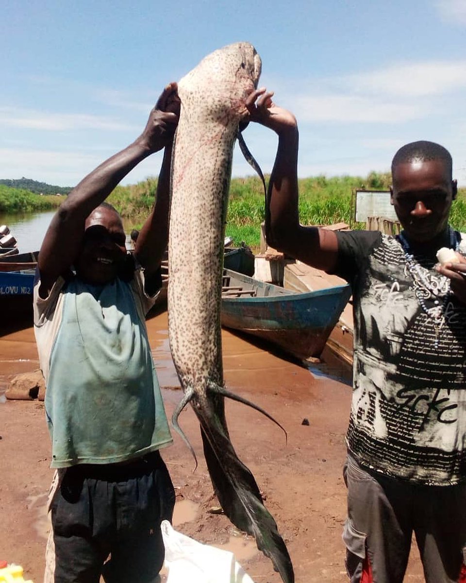 Like #LakeBunyonyi (lake of many little birds), #MabambaWetland is a name derived from the local name of a #lungfish 'mamba' (mabamba is a place of many lung fish). Here, the fishermen held one. #Lungfish is a favorite snack for a #Shoebill #ExploreUganda #PearlofAfrica
📸Mirembe