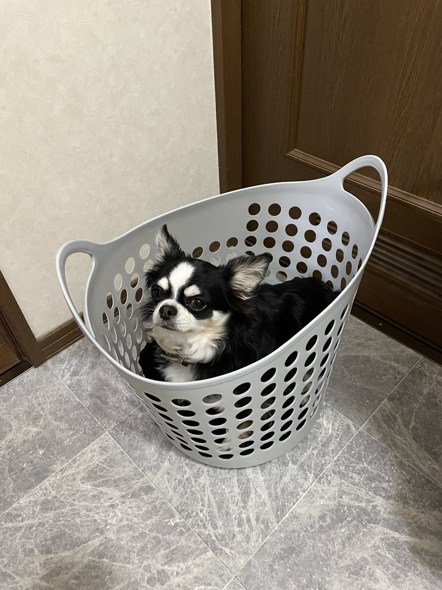 poomugi1122's tweet photo. そこお家と違うよ。
#チワワ https://t.co/ZcpXISjFZ0