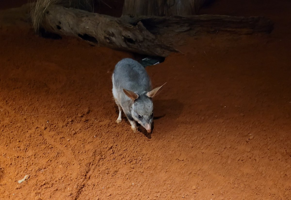 Check out our new Australasian Wildlife Genomics Group website & blogs from the team! wildlife-genomics.sydney.edu.au/lab-blog/ @KathyBelov @Sydney_Science