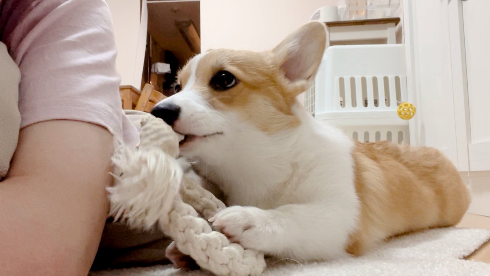 コーギー子犬 Twitter Search Twitter