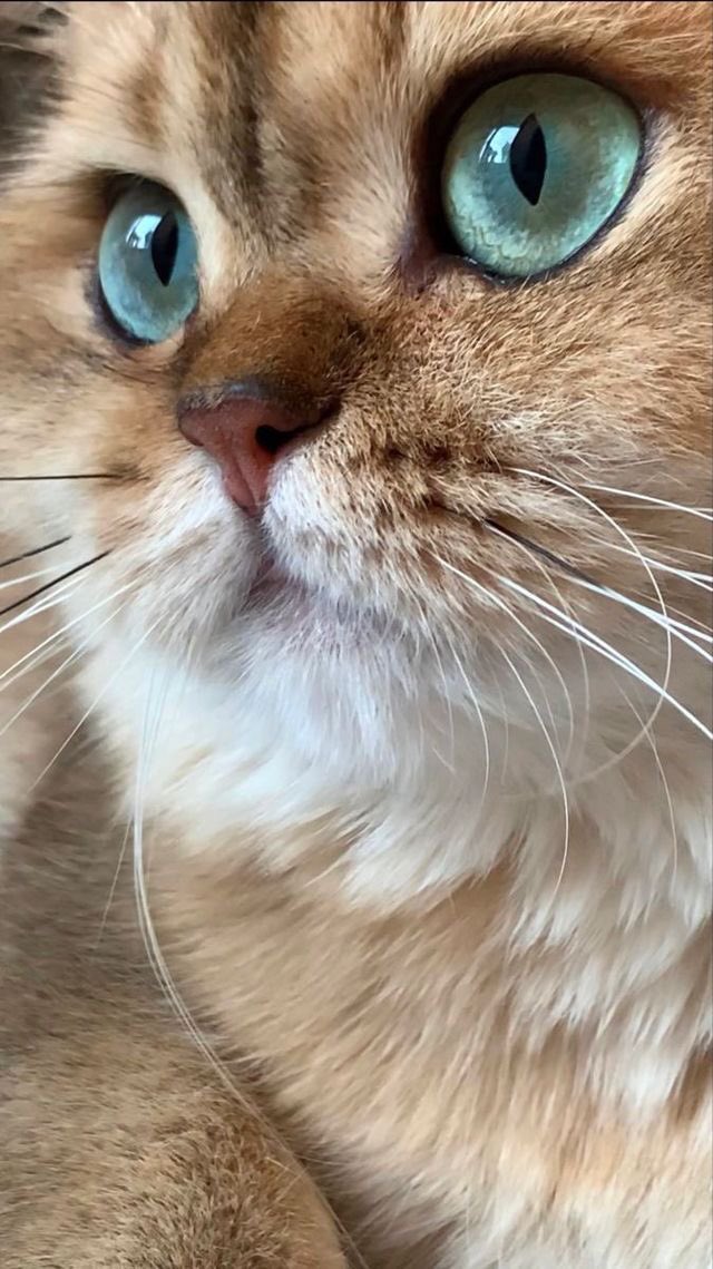 MKT_RS_'s tweet photo. ♣️♥️★｡+ﾟ☆ﾟ+｡★ ♣️♥️

#Lovely 🐈♥️ https://t.co/NsesI7amdW