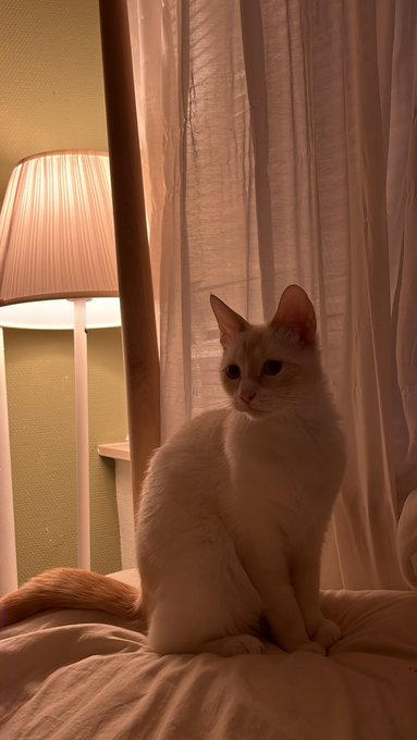 Goodmorning from me and my cat. I haven&rsquo;t woken up at 7 in the morning in like months.   Im not a morning<a href="/tag/perfecteplaatje"class="tags"><span>#perfecteplaatje</span></a>