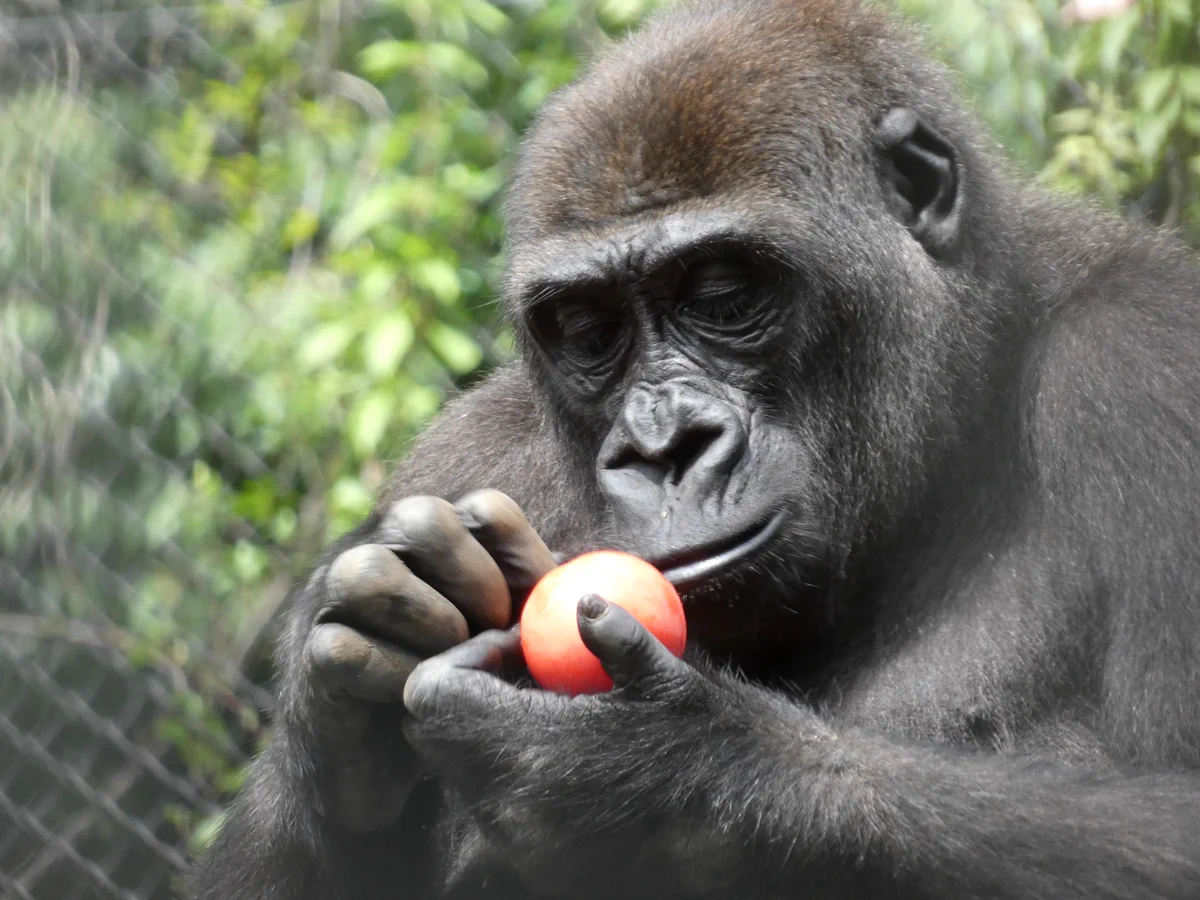 上野動物園［公式］ on X: 