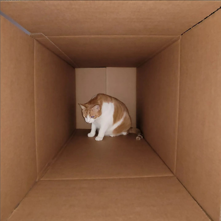 purrtacular's tweet photo. I think this cat found the best house to stay on 😂🤣

cr: chloemingming

#cats #cat #catinabox #catchilling #curiouscat #catsofvancouver #canadiancat #canadiancats #catsofinstagram #cats_of_instagram #catstagram #coicommunity #meow #meowed #pusangpinoy #Purrtacular https://t.co/ot9YEdg0er